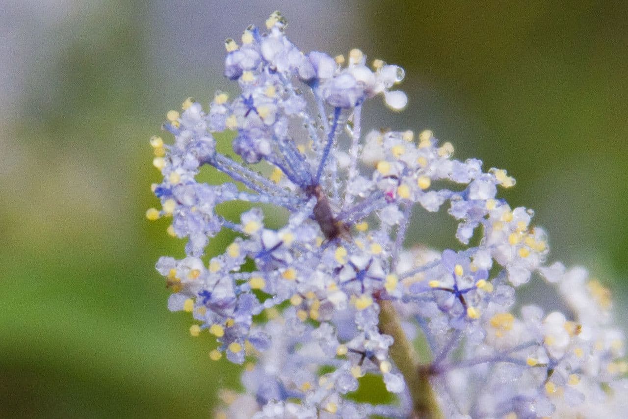 Ceanothus 5