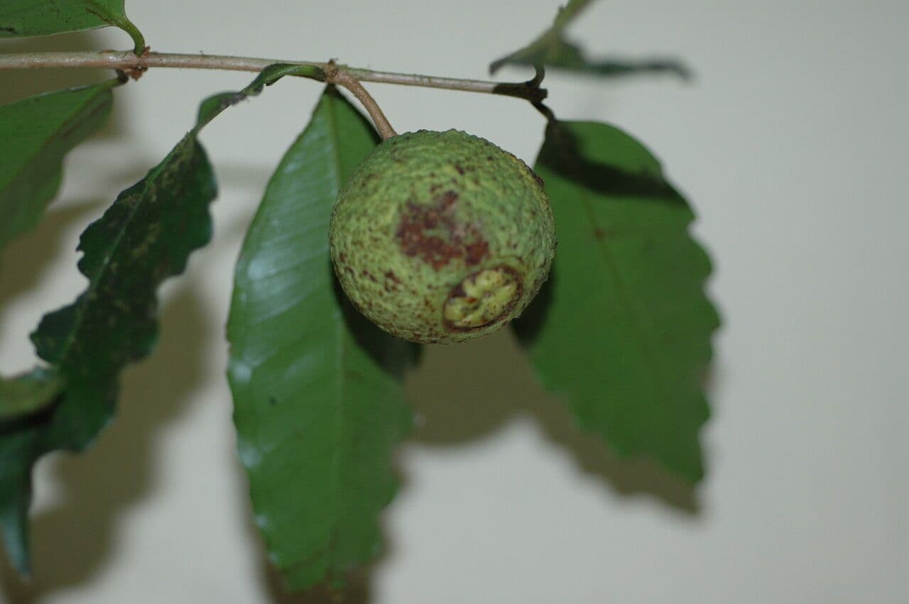 Eugenia neoverrucosa
