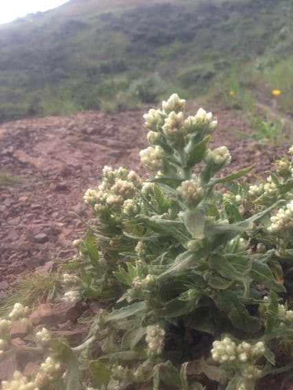 Gnaphalium californiano 7