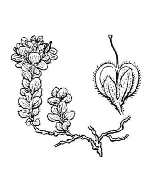 Veronica pirenaica 15