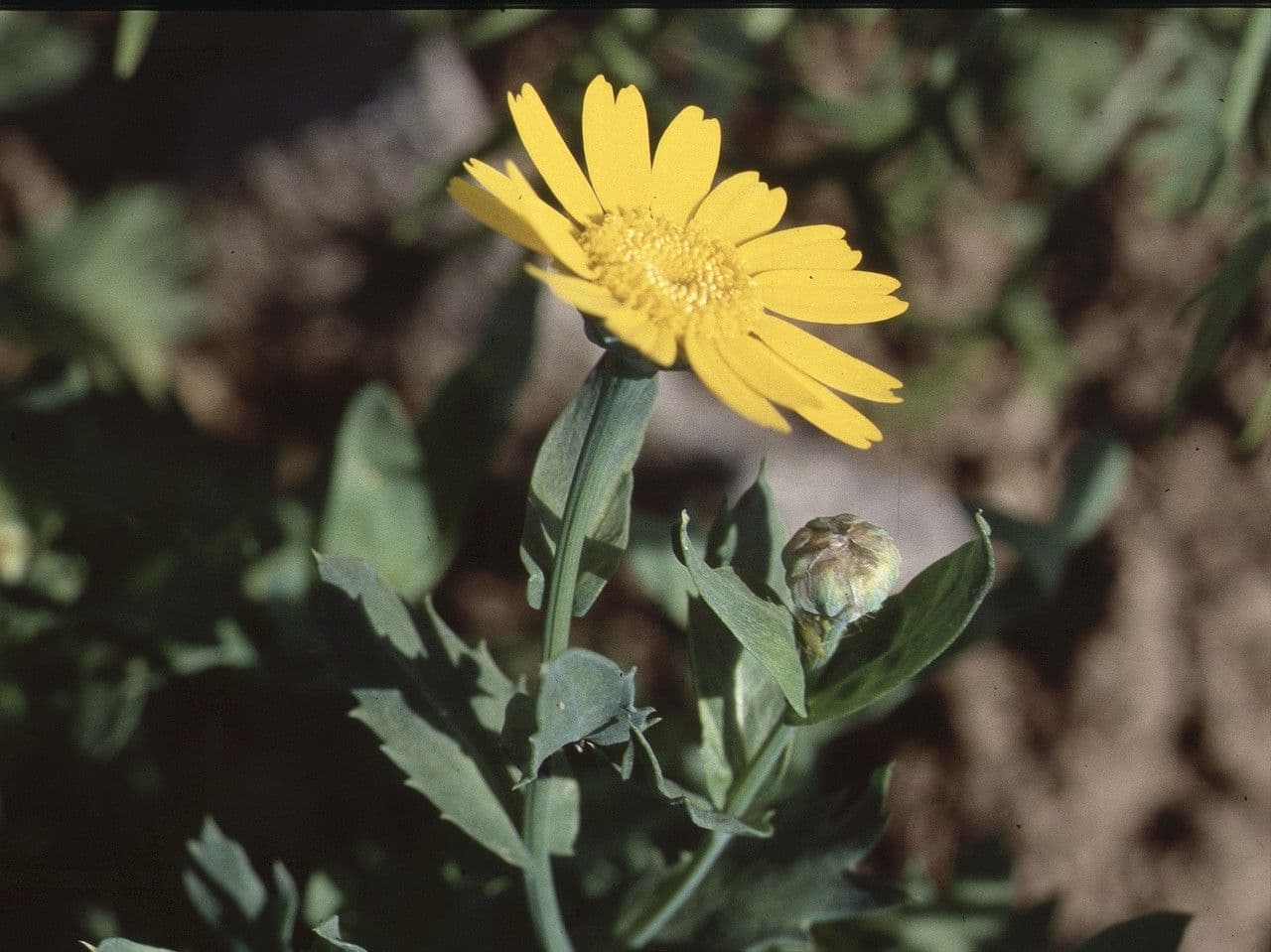 Saat-Wucherblume 8