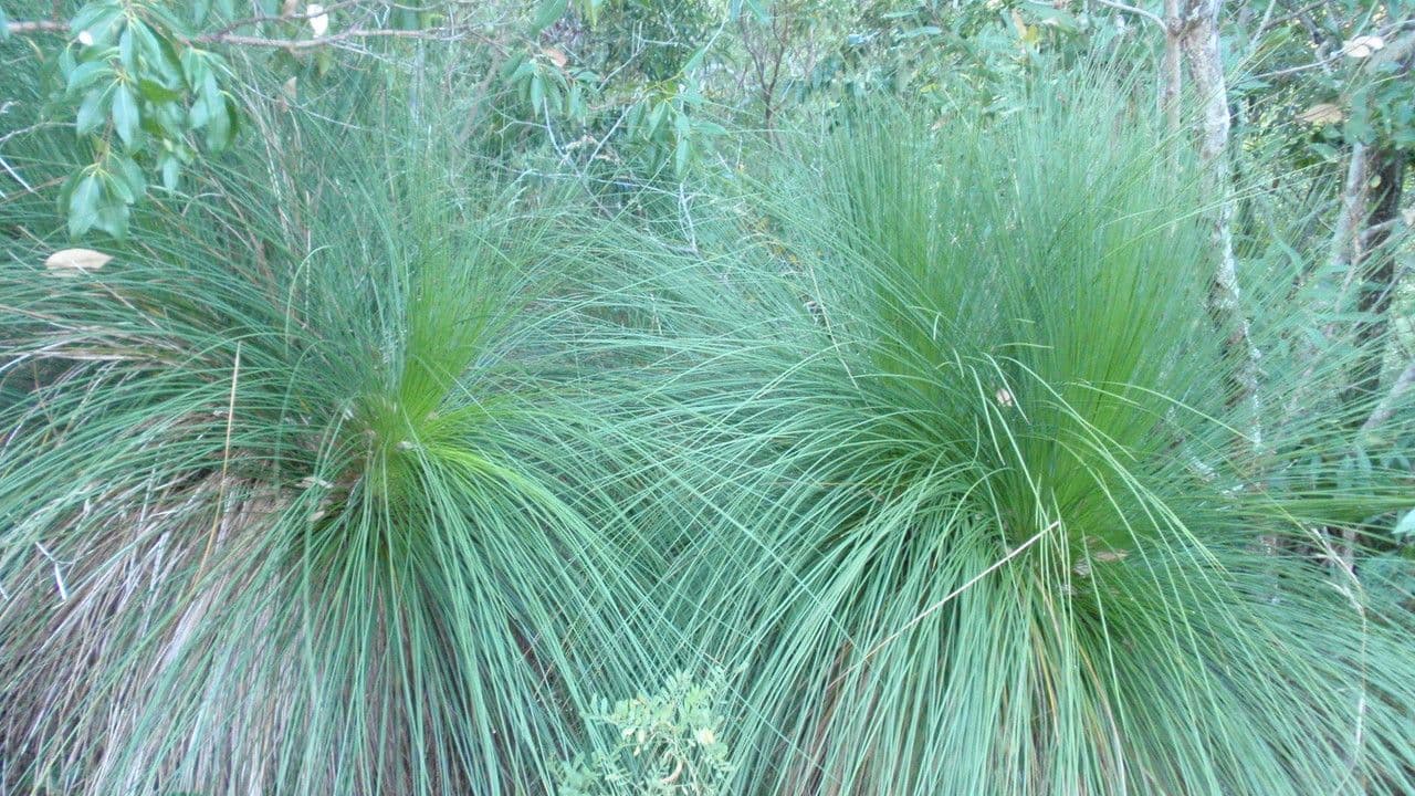 Xanthorrhoea 8