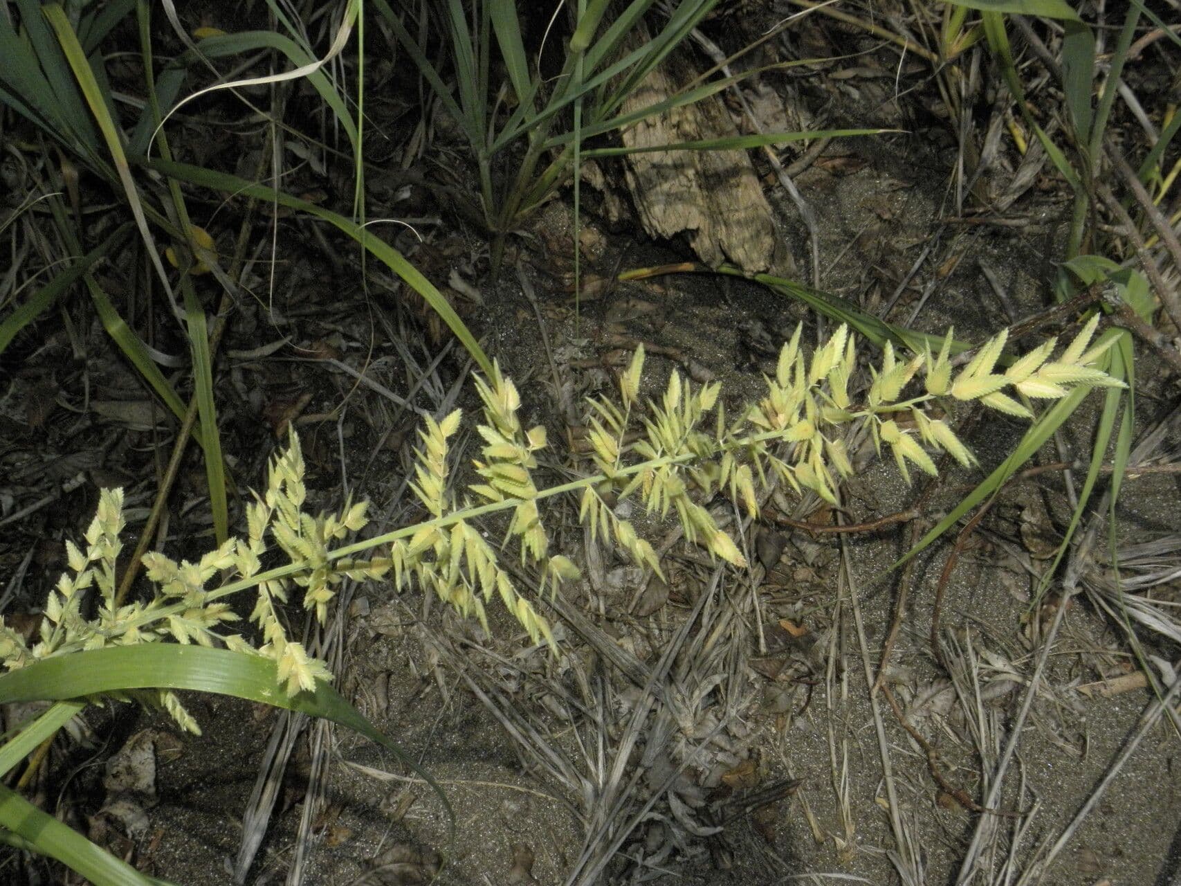 Uniola 7