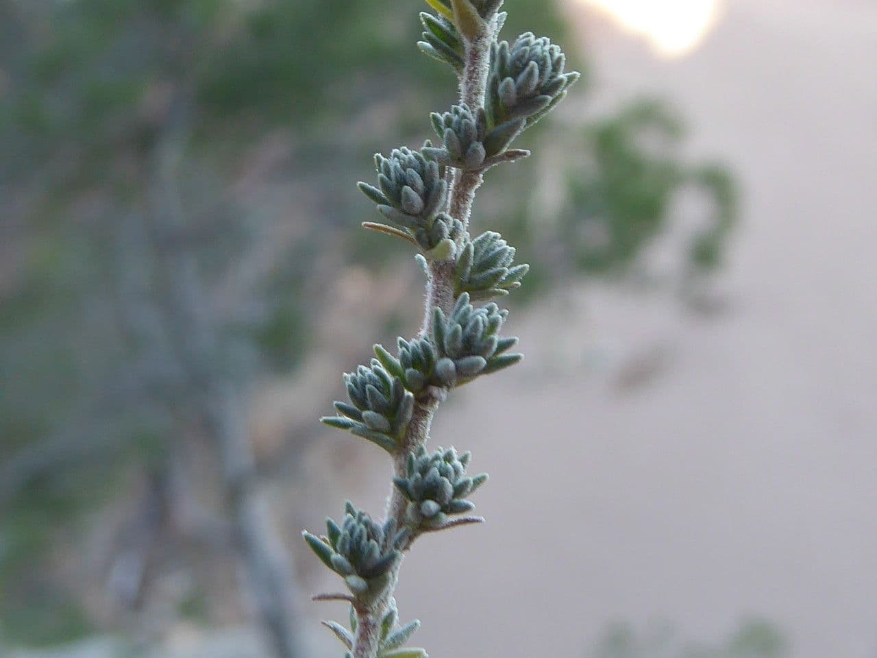 Camphorosma 19