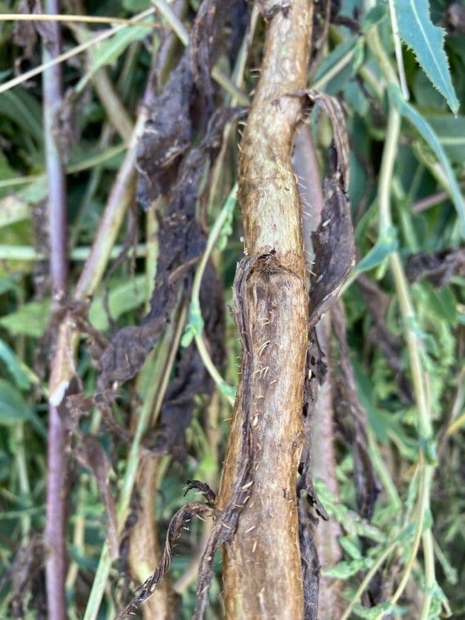 Lattuga selvatica 23