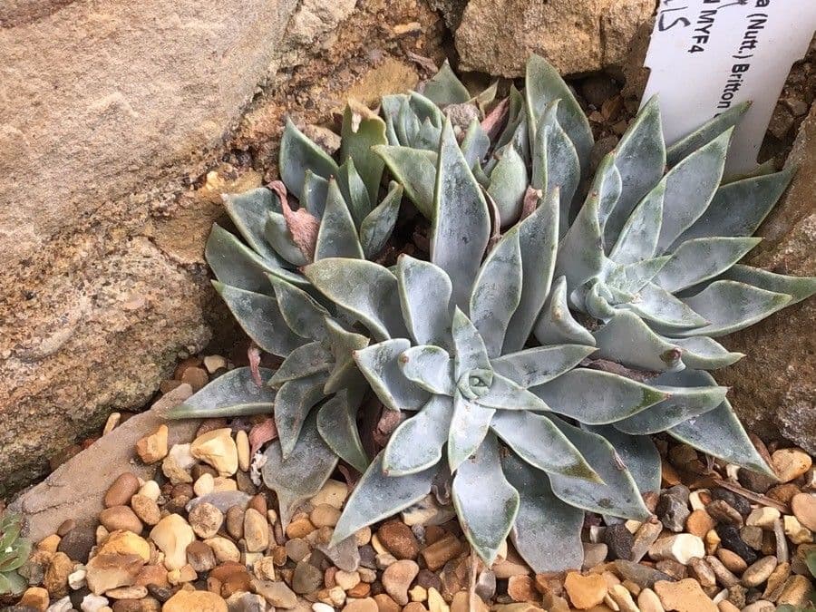 Dudleya lanceolada 2
