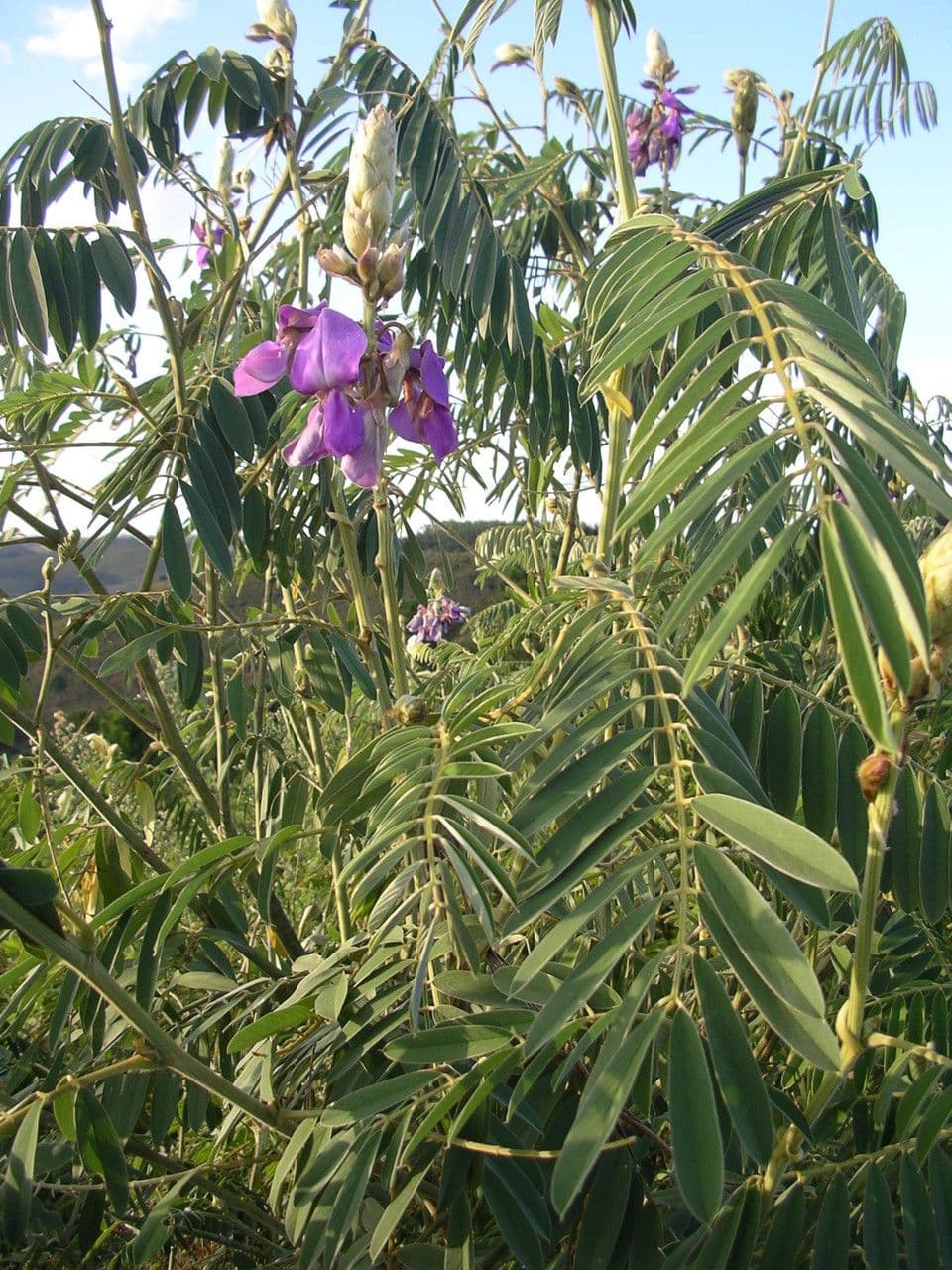 Tephrosia vogelova 5