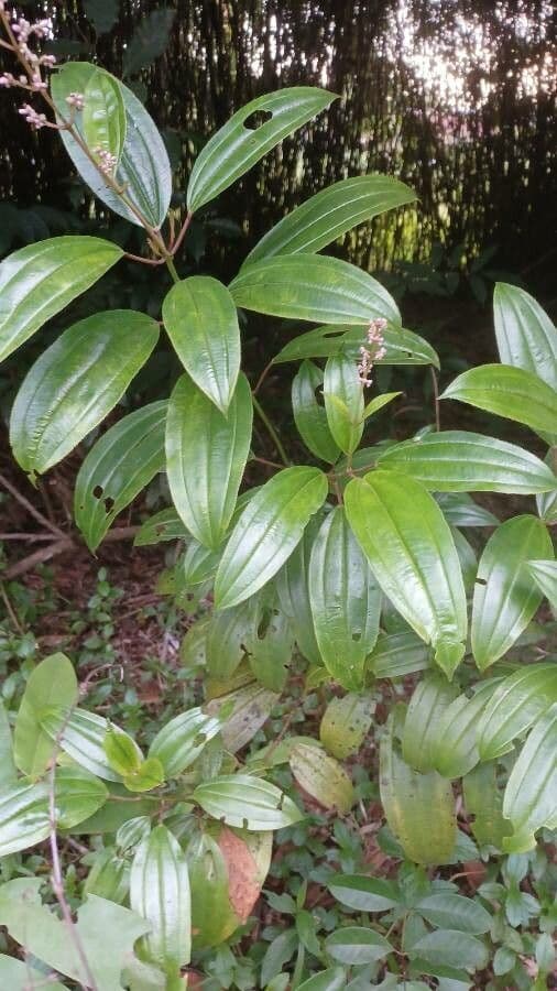 Miconia 13