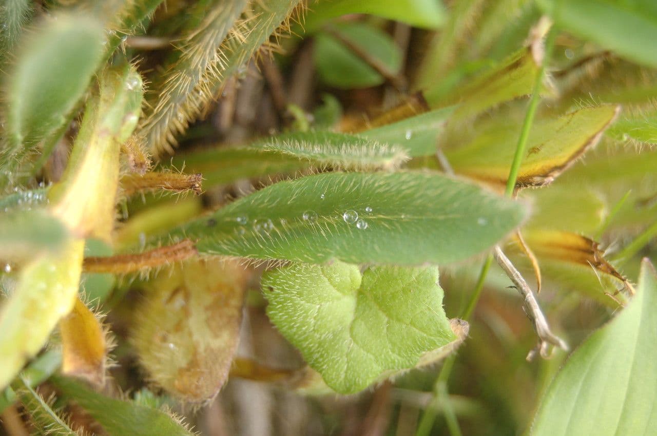 Meconopsis 9