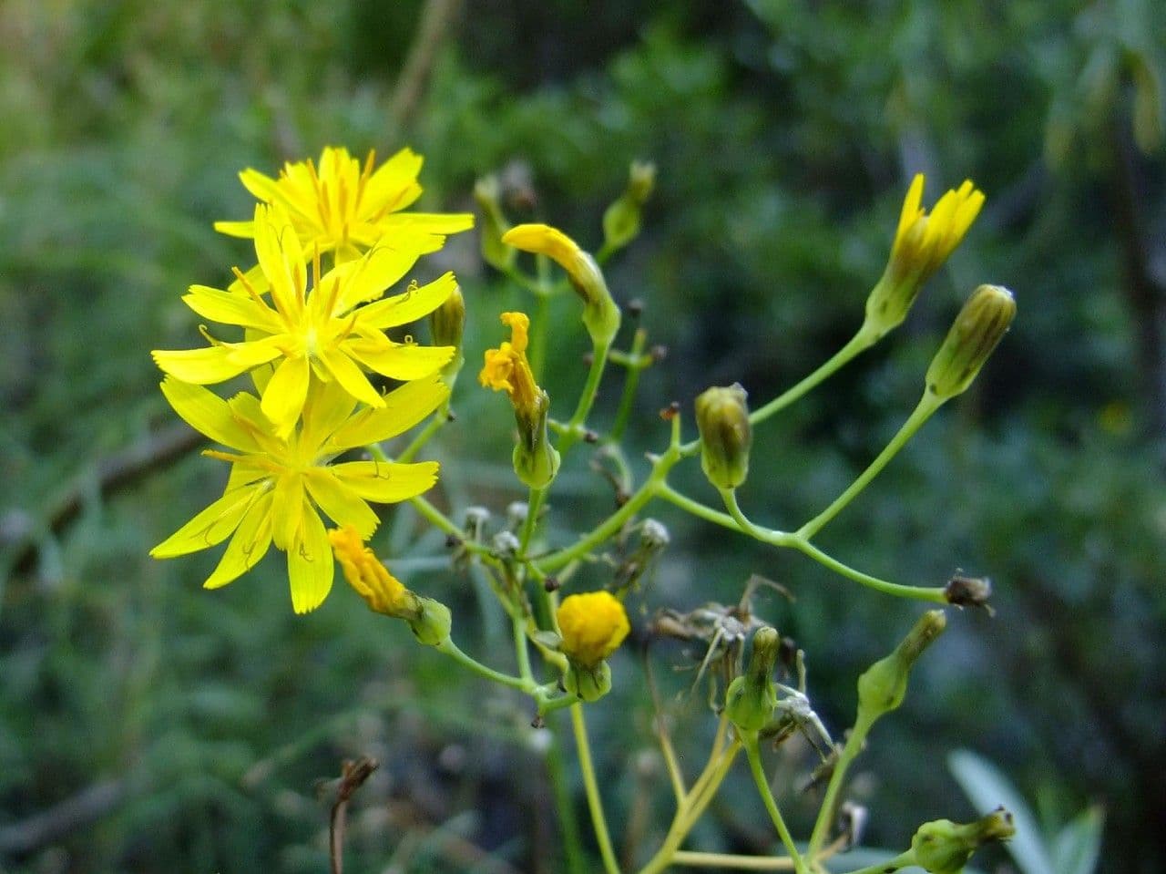 Sow thistle 2