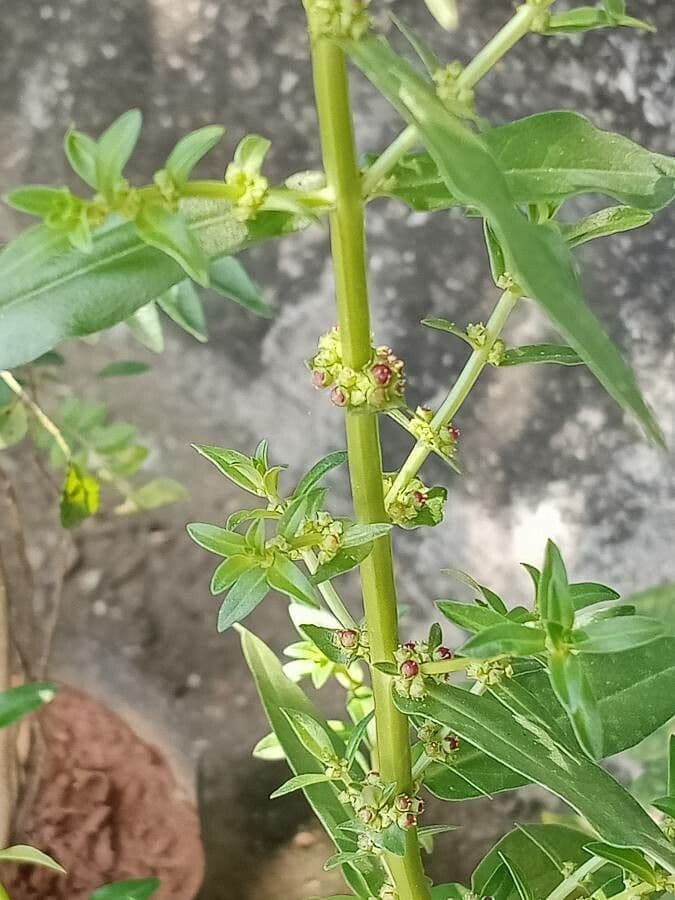 Ammannia baccheriforme 12