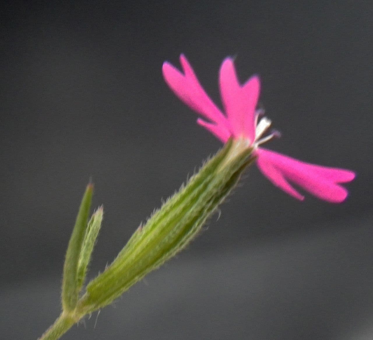 Velezia rigida 3