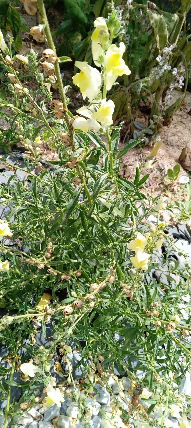 Antirrhinum 10