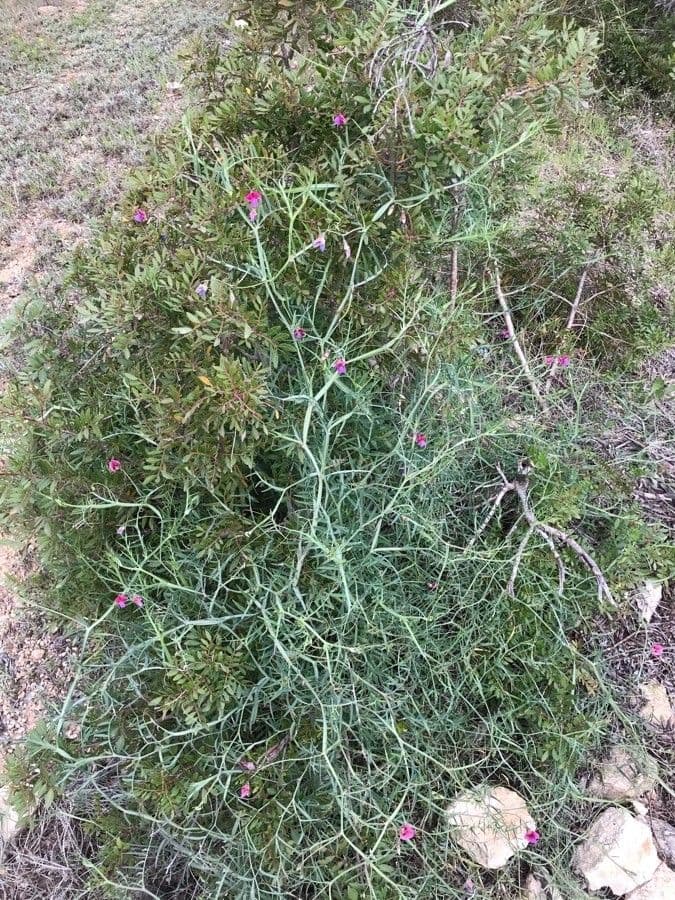 Cicerchia clymenum 26