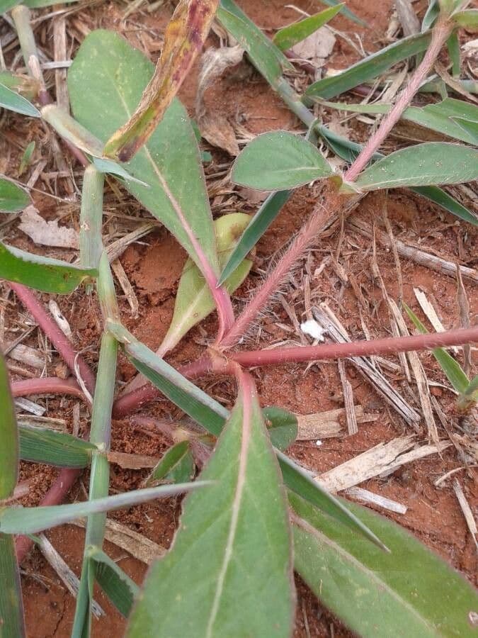Gomphrena serrata 17