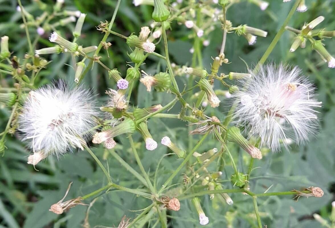 Erba bruciata valerianifolia