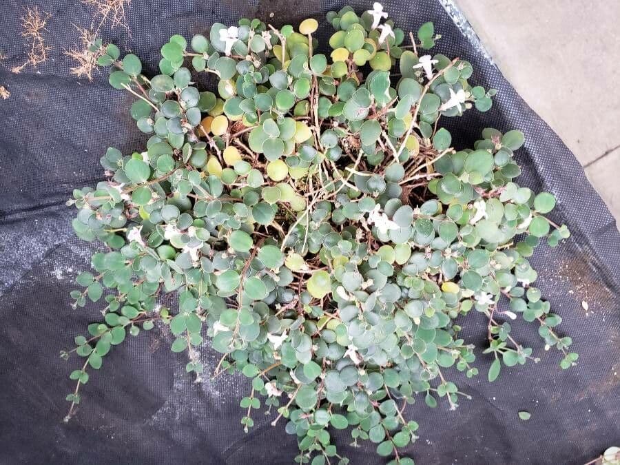 Codonanthe 4