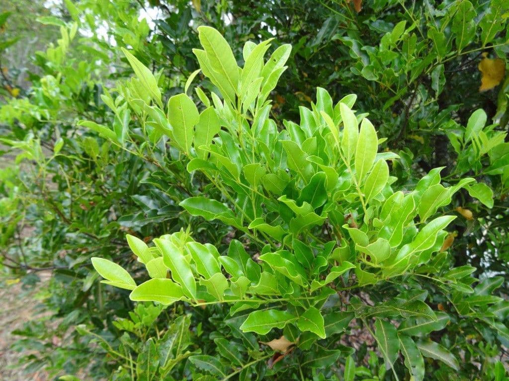 Cupaniopsis 6