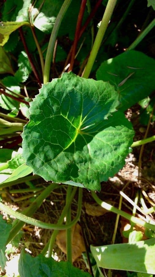 Ligularia dentata 17