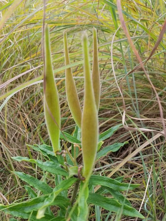 Asclepiade tuberosa 29