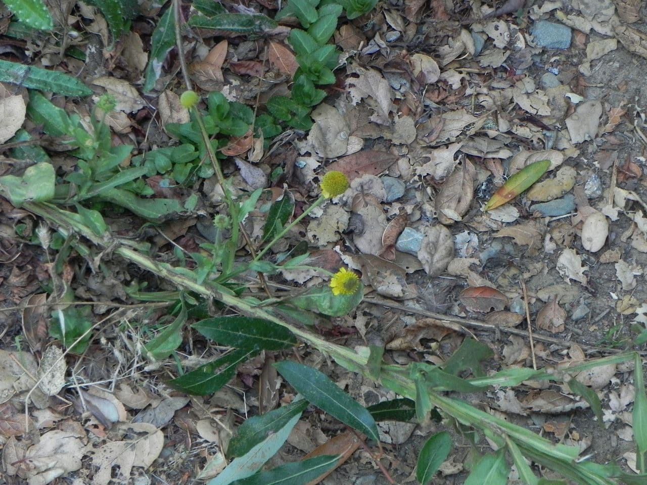 Helenium 11