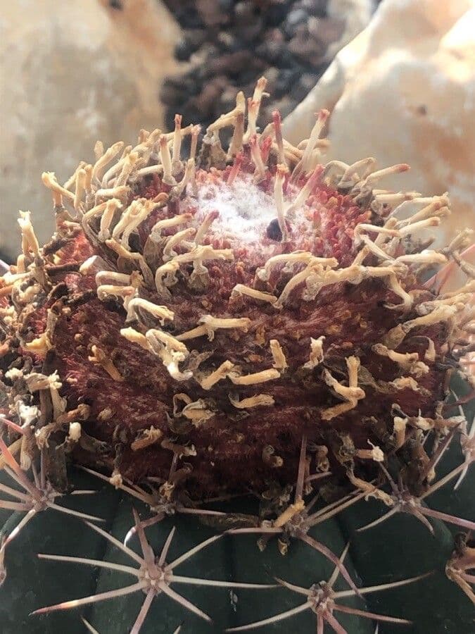 Melocactus 5