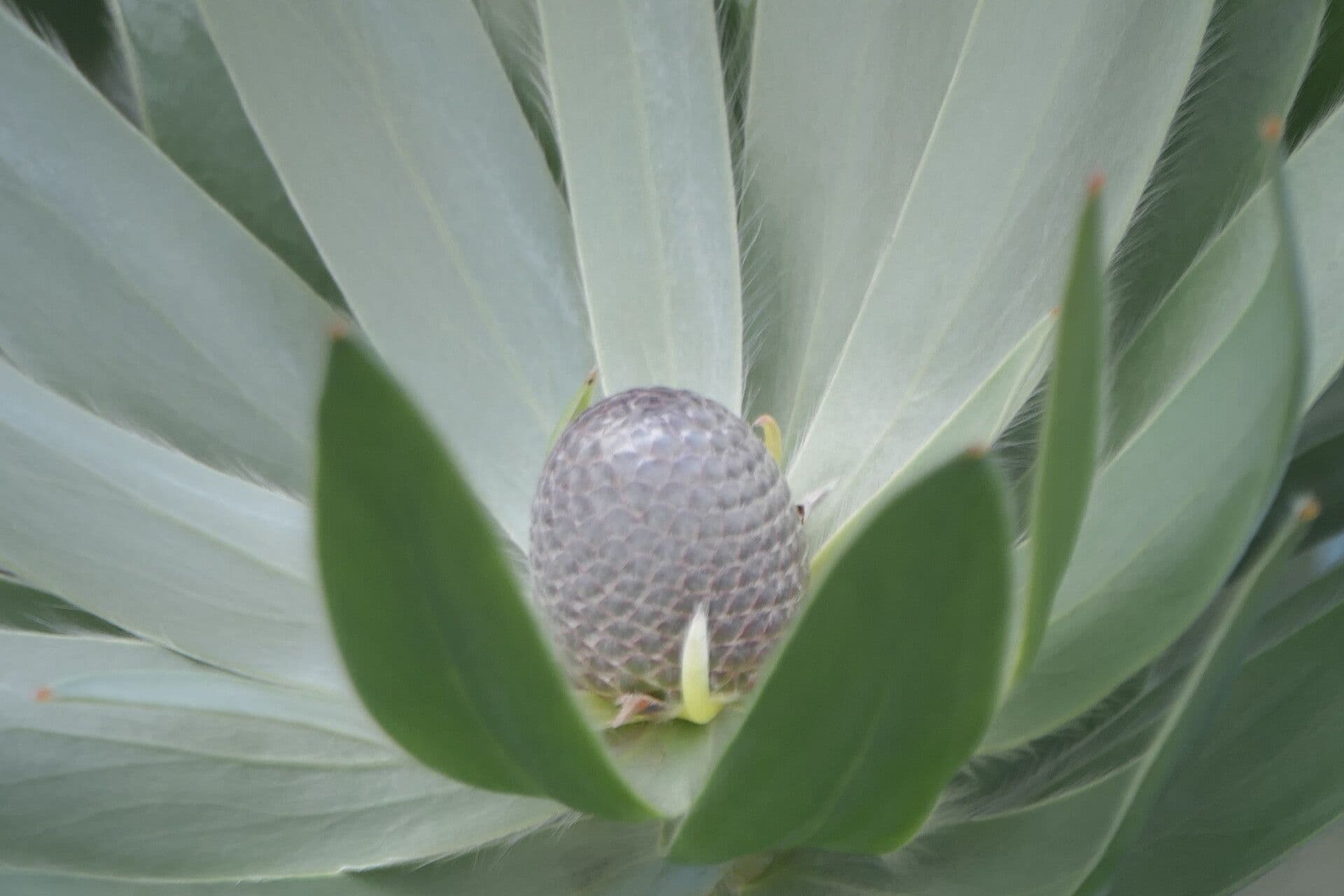 Leucadendron 3