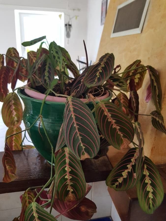 Maranta 2