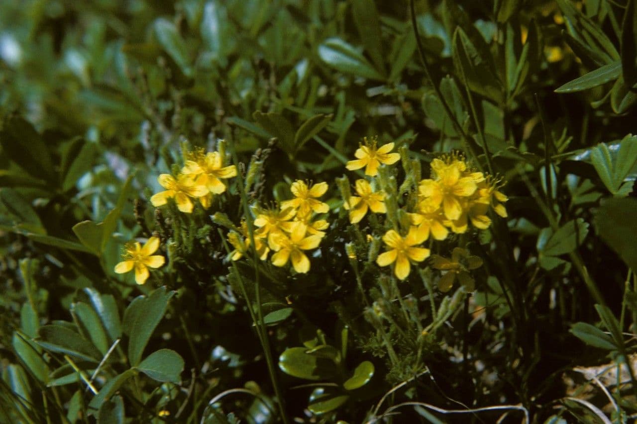 Hudsonia 5