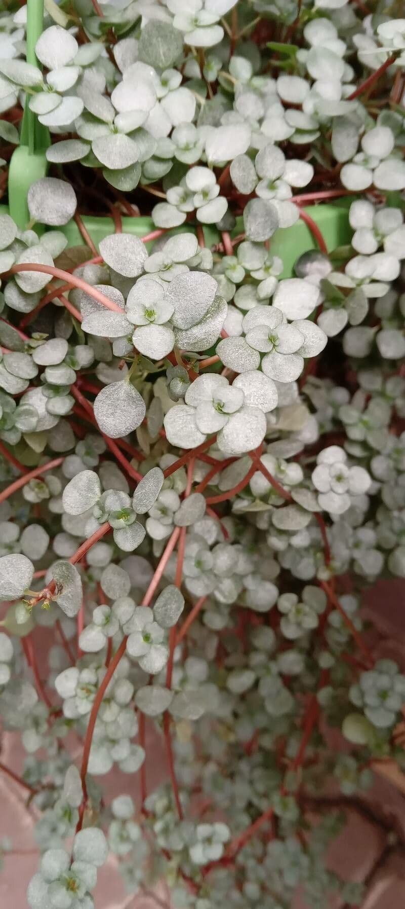 Pilea 5