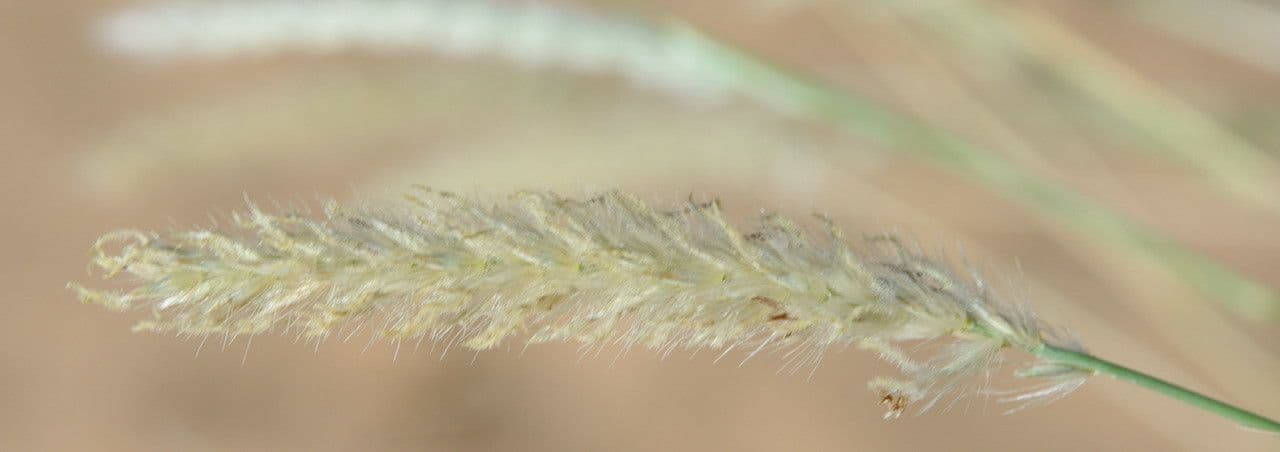 Cenchrus divisus 2