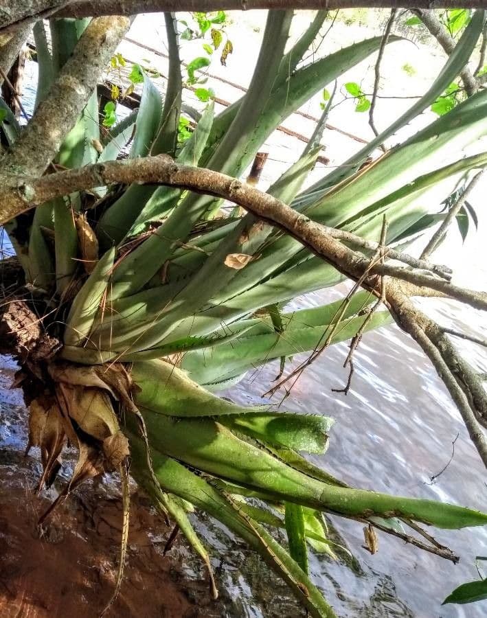 Aechmea bromeliifolia 11