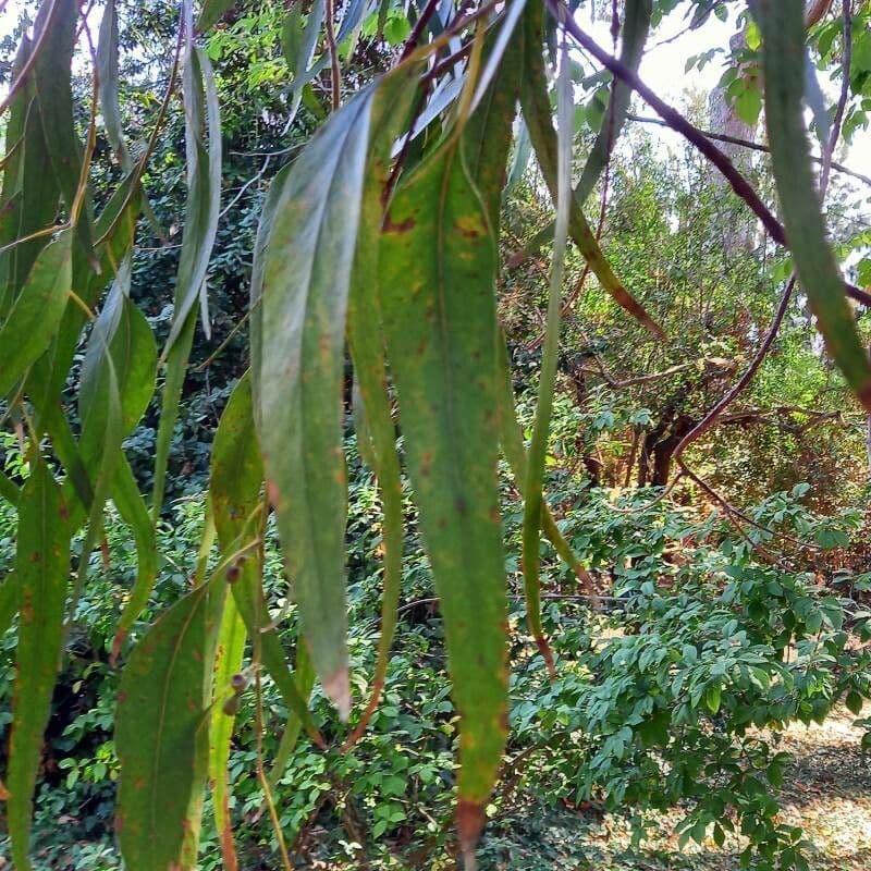 Eucalipto goniocalyx 3