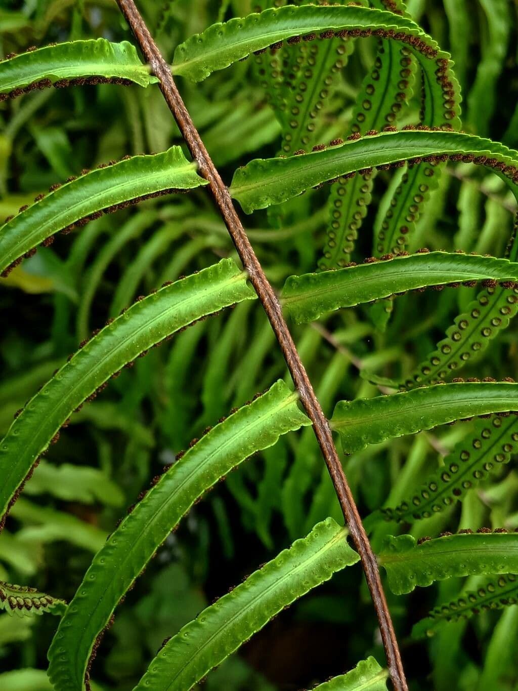 Nephrolepis bruno 6