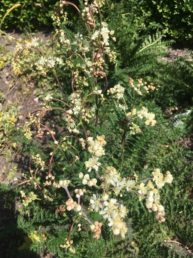 Filipendula comune 6
