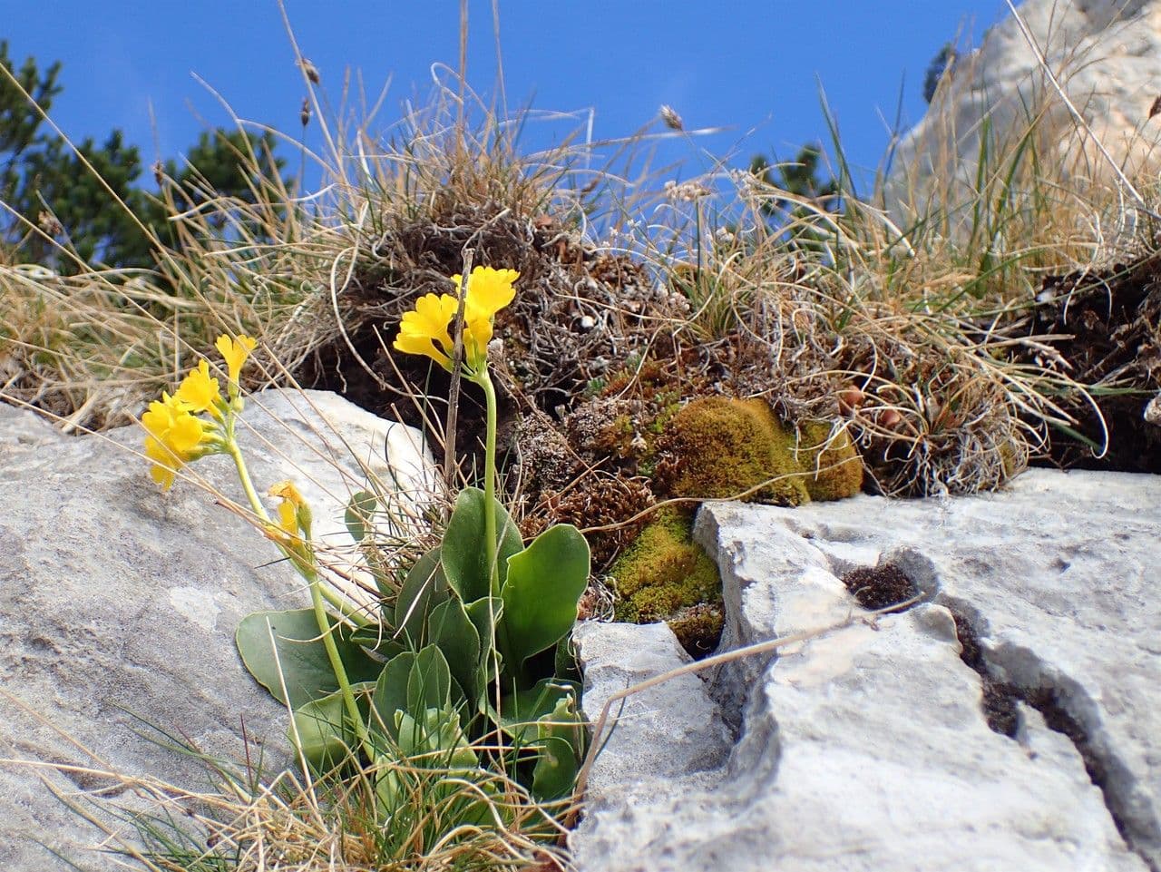 Orecchia d'orso 11