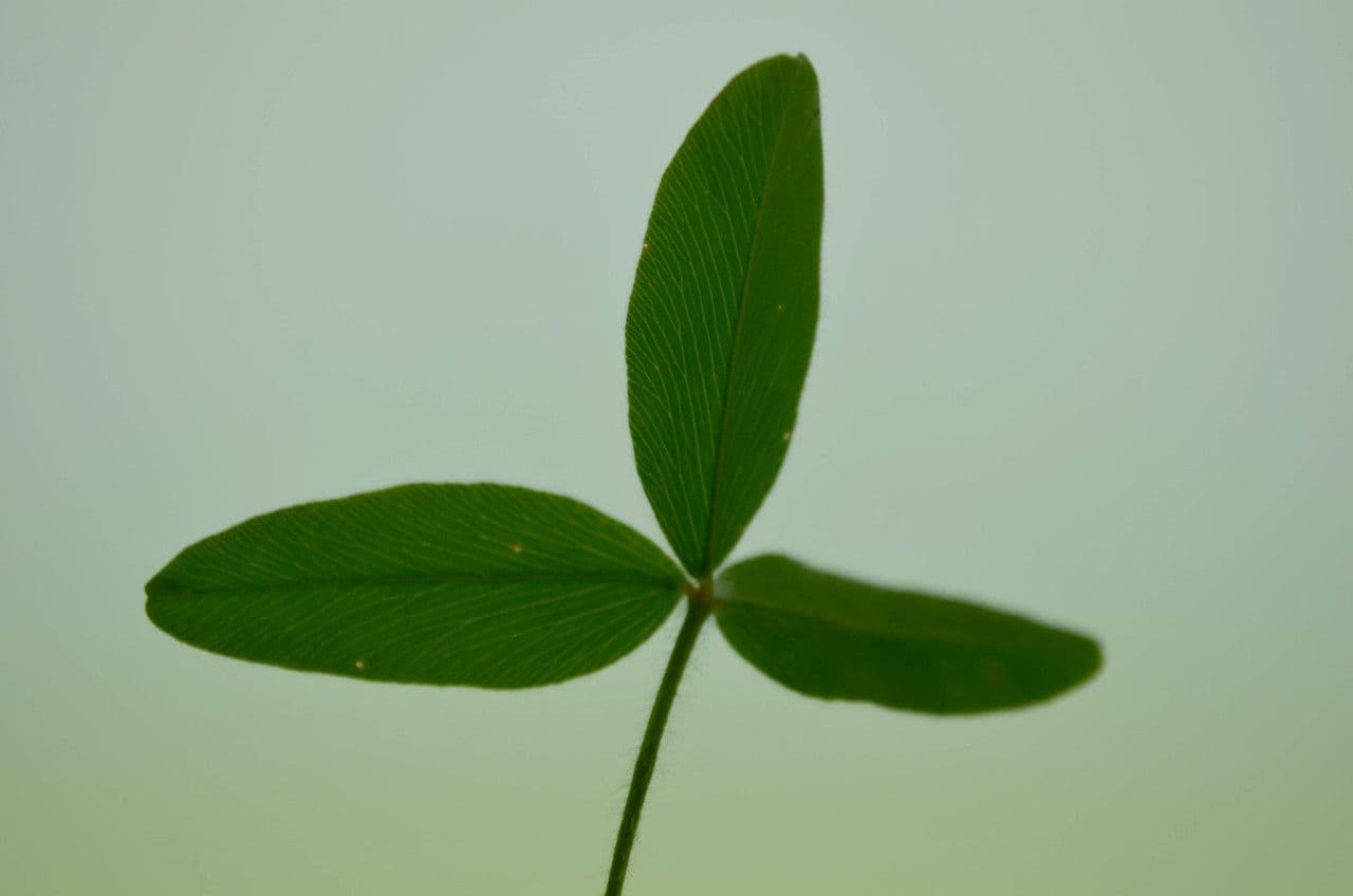 Sulphur clover 24