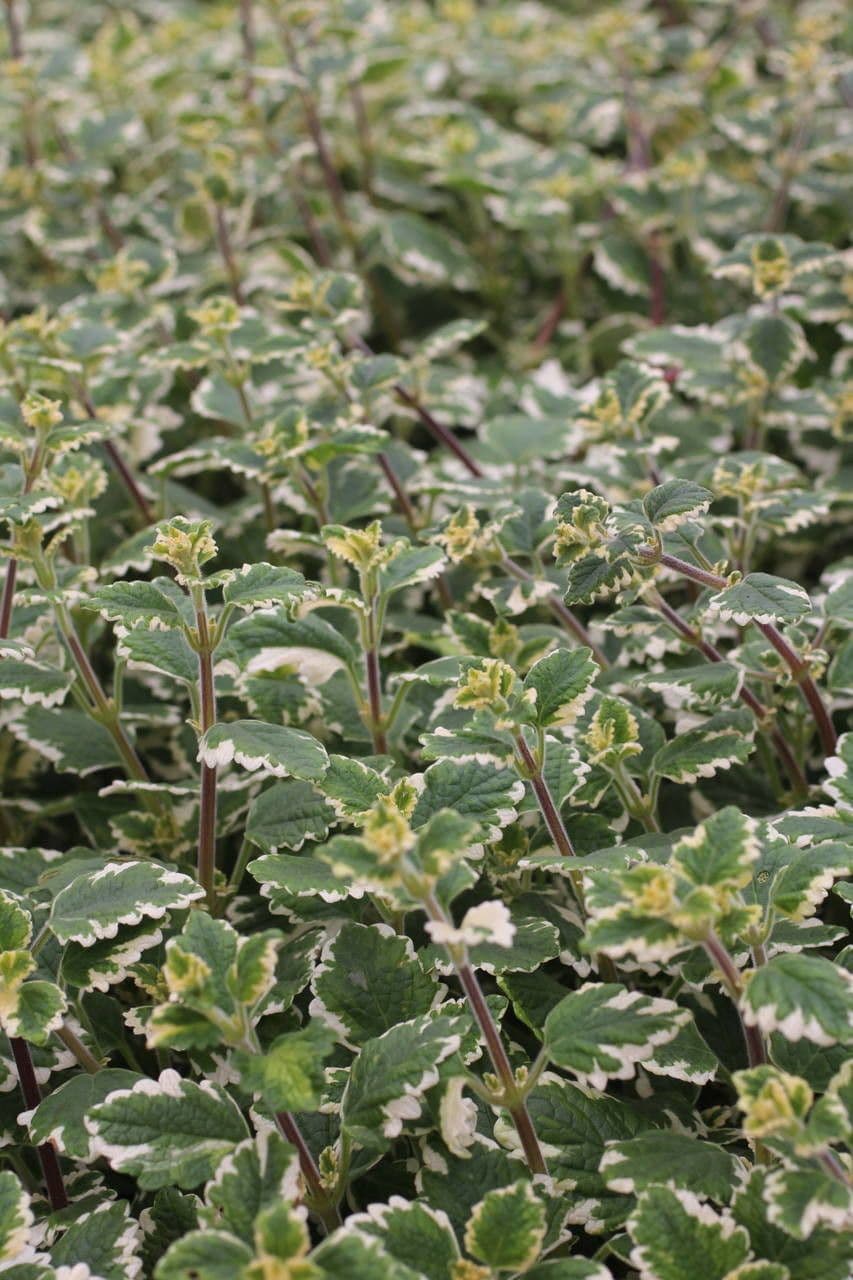 Plectranthus 9