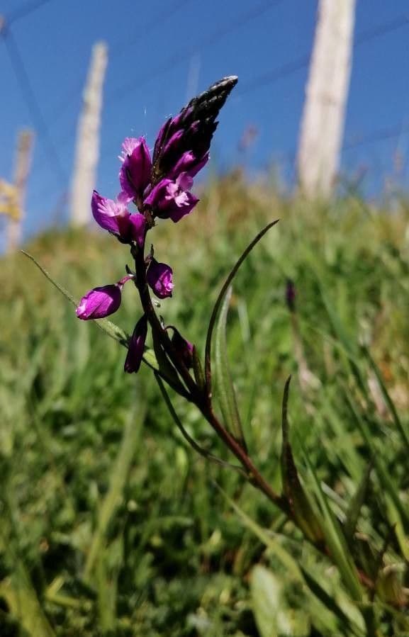 Polygala de Nice 4
