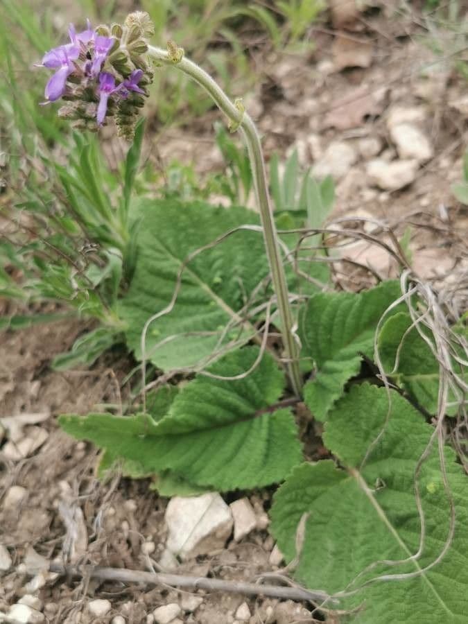 Salvia pendula 3