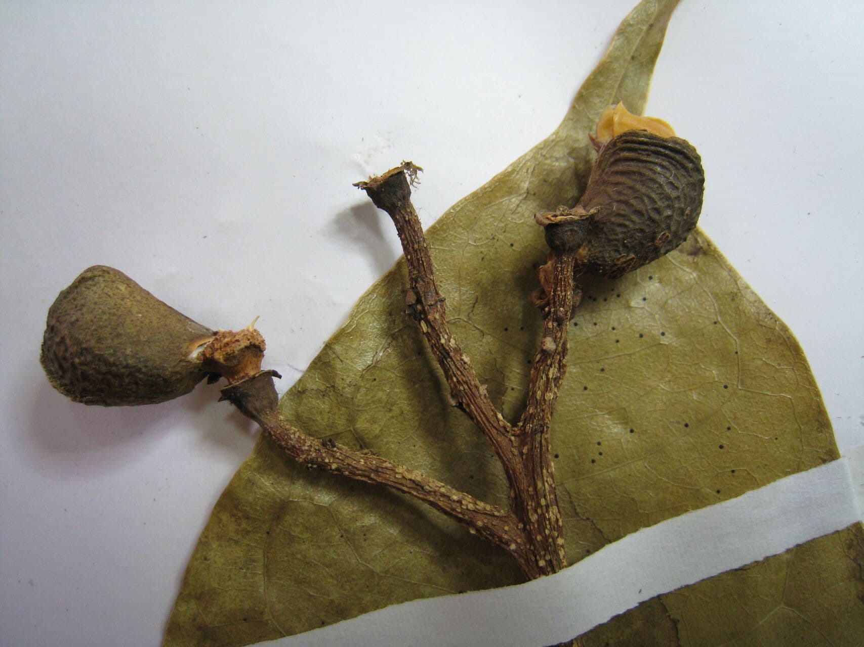 Conchocarpus 25