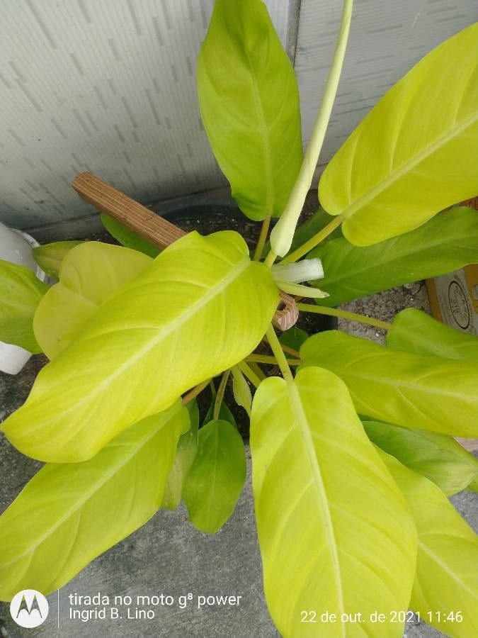 Philodendron 9
