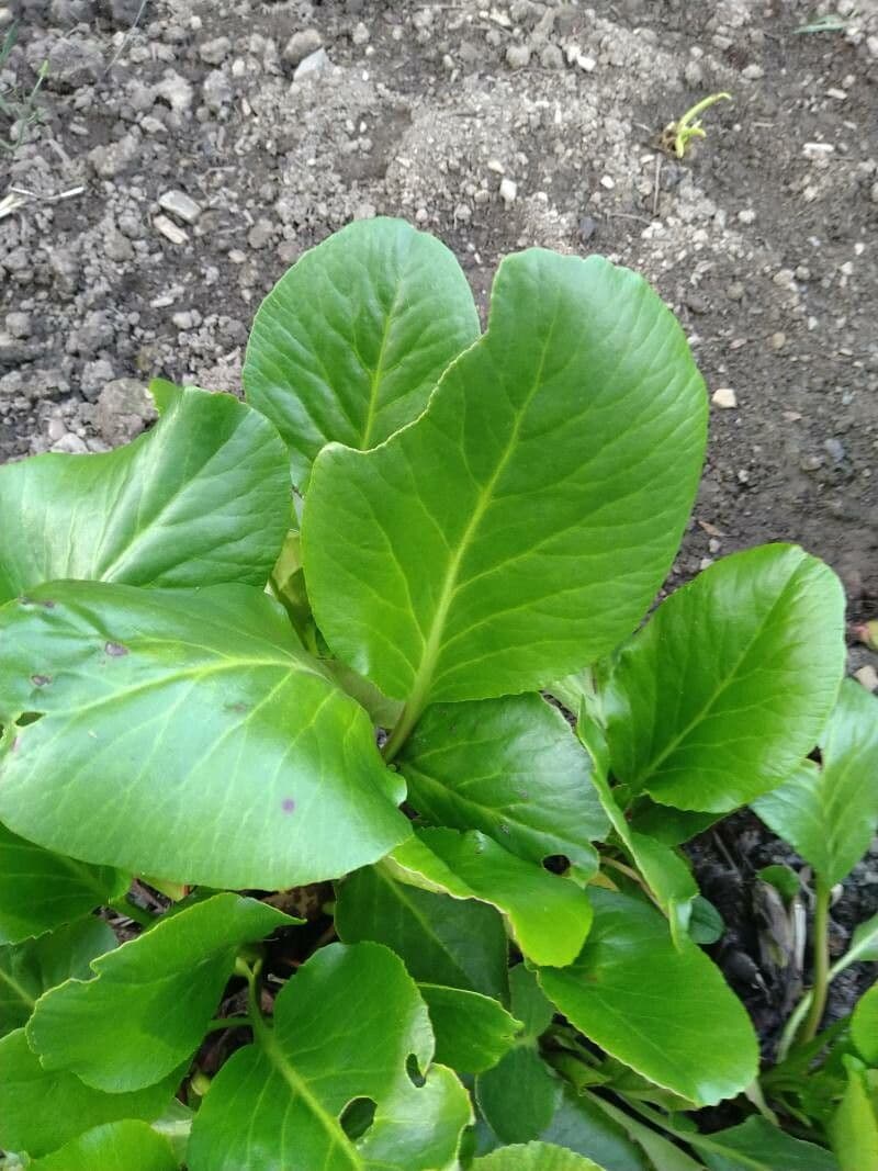 Bergenia purpurowa 6