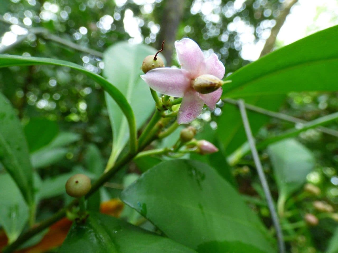 Ardisia eliptická 8