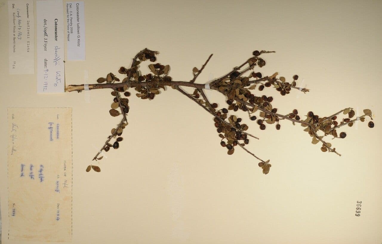 Cotoneaster 10