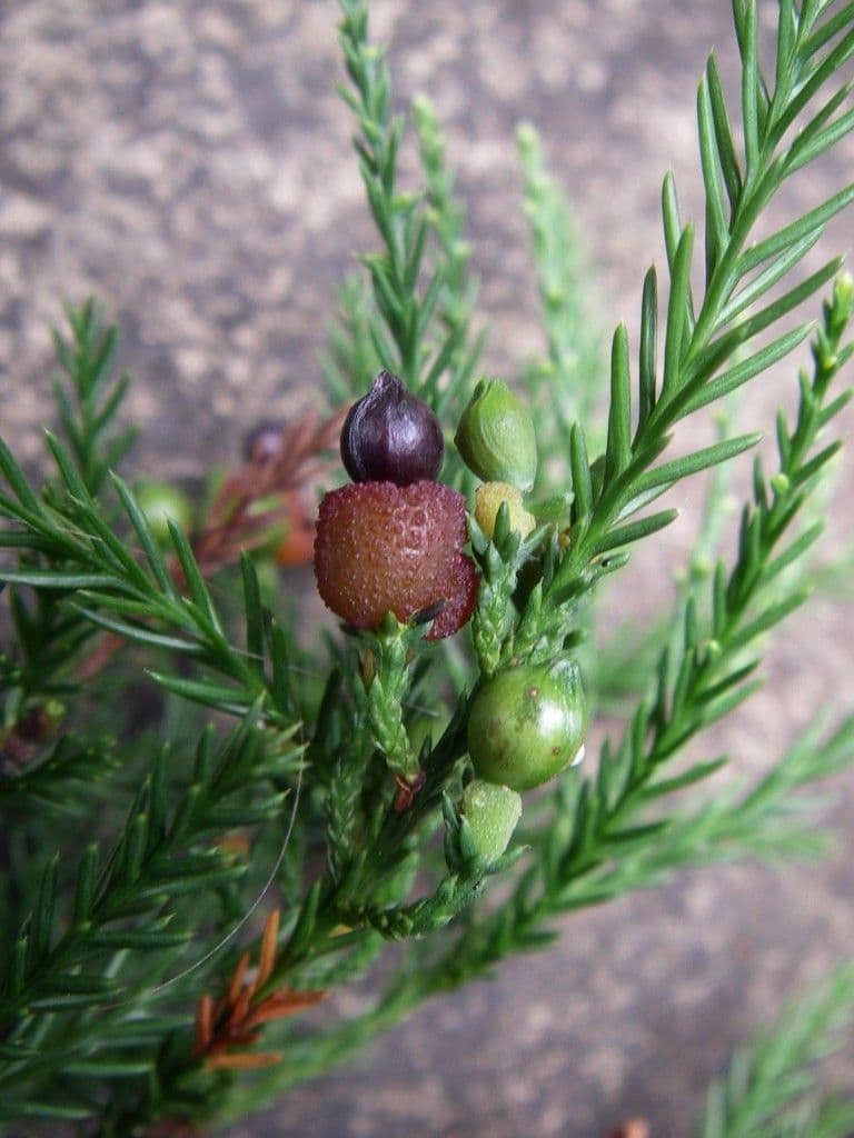 Dacrycarpus