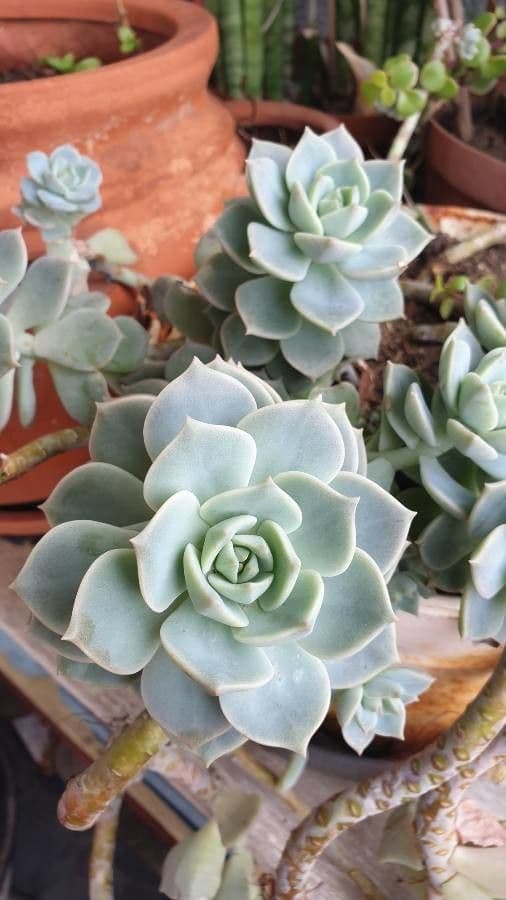 Echeveria elegante 30