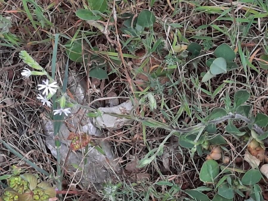 Mediterranean catchfly 12