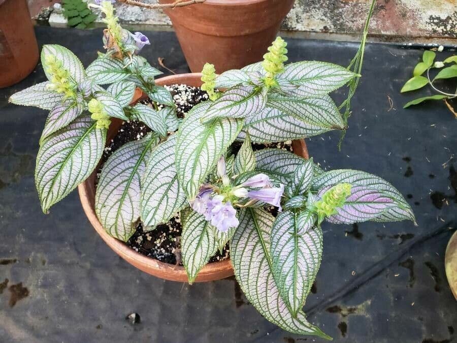 Strobilanthes 8