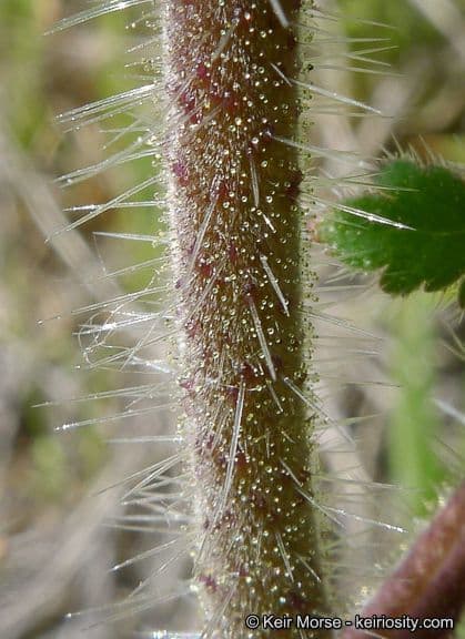 Phacelia cicutaria 21